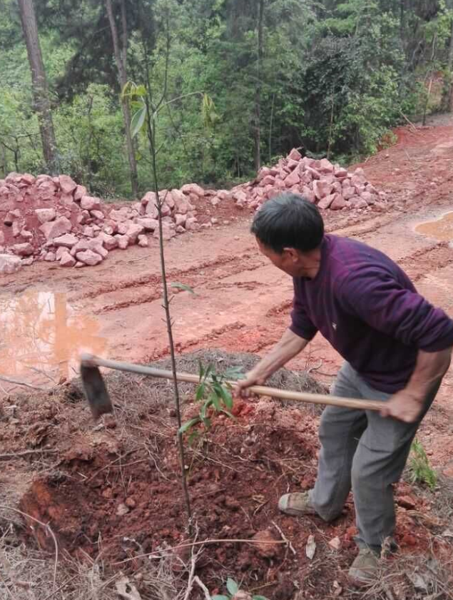 石城山工区施底肥，，，，，，苗木修剪及栽植4.png
