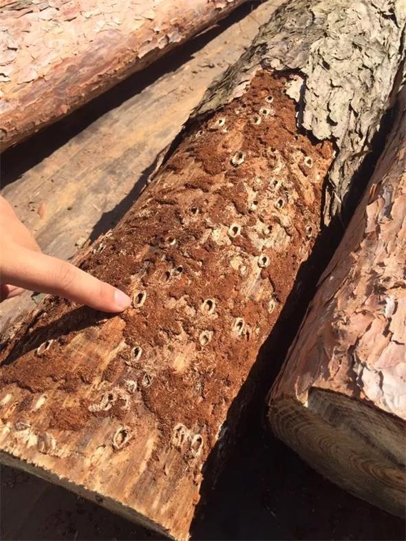 14 松褐天牛？？？？拥.jpg